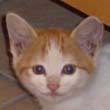 �ڥå�