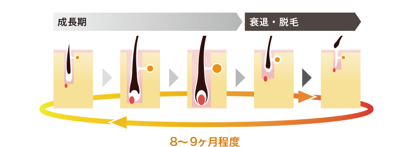 美人手帳17年4月号 ヘアケア専門店レフィーネ公式オンラインストア 美人手帳17年4月号 ヘアケア専門店レフィーネ公式オンラインストア