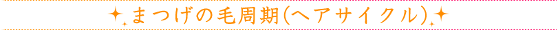 まつげの毛周期(ヘアサイクル)