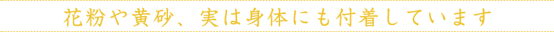 花粉や黄砂、実は身体にも付着しています