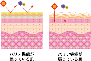 バリア機能が整っている肌 バリア機能が弱っている肌