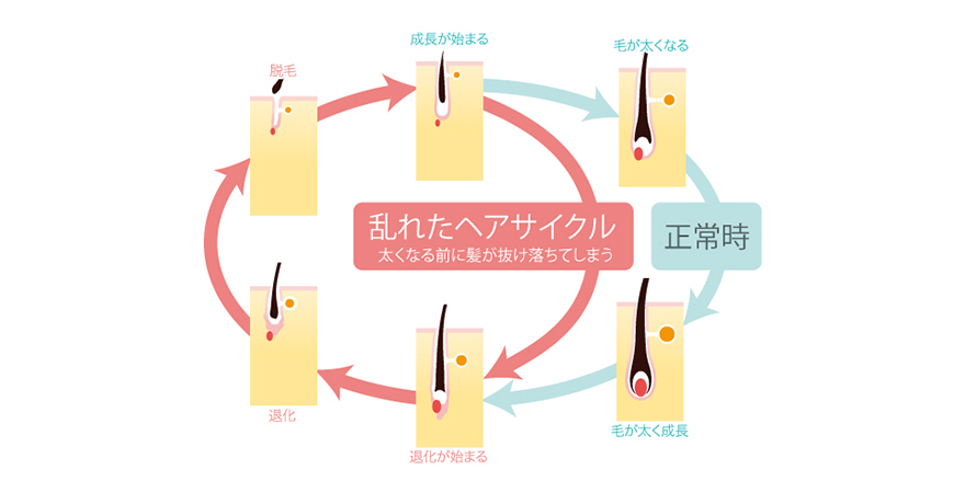 乱れたヘアサイクル太くなる前に髪が抜け落ちてしまう