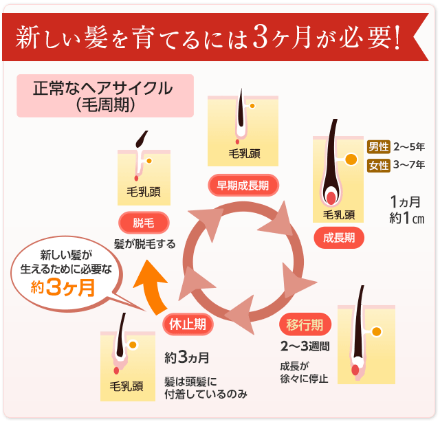 3ヶ月で髪は生まれ変わります！