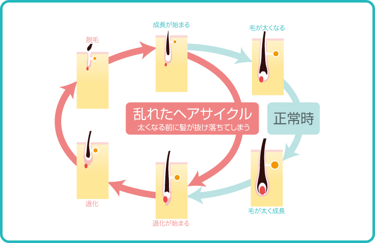 乱れたヘアサイクルを正常に 薬用育毛剤レフィーネナノビアの効果的な使い方 ヘアケア専門店レフィーネ公式オンラインストア