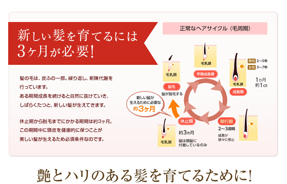 3ヶ月で髪は生まれ変わります！