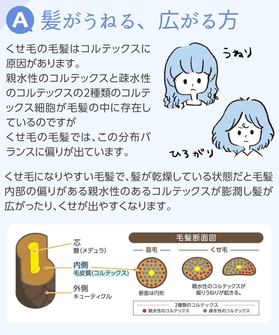 髪がうねる、広がる方。くせ毛の毛髪はコルテックスに原因があります。親水性のコルテックスと疎水性のコルテックスの2種類のコルテックス細胞が毛髪の中に存在しているのですが
くせ毛の毛髪では、この分布バランスに偏りが出ています。くせ毛になりやすい毛髪で、髪が乾燥している状態だと毛髪内部の偏りがある親水性のあるコルテックスが膨潤し髪が広がったり、くせが出やすくなります。